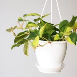Philodendron 'Brasil' Hanging Basket -Ed's plant shop philodendron brasil various sizes 743428