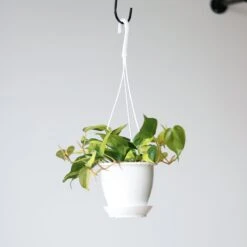 Philodendron 'Brasil' Hanging Basket -Ed's plant shop philodendron brasil various sizes hanging basket 522966