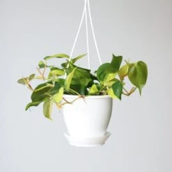 Philodendron 'Brasil' Hanging Basket -Ed's plant shop philodendron brasil various sizes hanging basket 589301