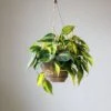 Philodendron 'Brasil' Hanging Basket -Ed's plant shop philodendron brasil various sizes hanging basket 927579
