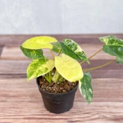 Philodendron 'Burle Marx Albo' - Burle Marx Albo Philodendron 6 Philodendron 'Burle Marx Albo' - Burle Marx Albo Philodendron -Ed's plant shop philodendron burle marx albo burle marx albo philodendron 45 inch 900238