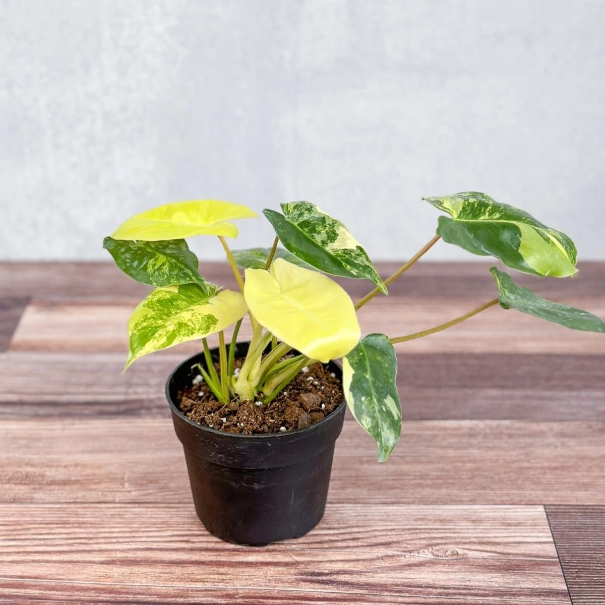 Philodendron 'Burle Marx Albo' - Burle Marx Albo Philodendron 3 Philodendron 'Burle Marx Albo' - Burle Marx Albo Philodendron