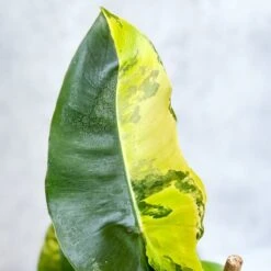 Philodendron Burle Marx Variegata -Ed's plant shop philodendron burle marx variegata 4 inch 226932
