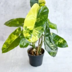 Philodendron Burle Marx Variegata -Ed's plant shop philodendron burle marx variegata 4 inch 379979
