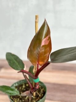 Philodendron Erubescens - ‘Pink Princess Burgundy’ -Ed's plant shop philodendron erubescens pink princess burgundy various sizes 777705