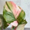 Pink Princess Philodendron – Philodendron Erubescens -Ed's plant shop philodendron erubescens pink princess philodendron various sizes 215584