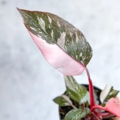 Pink Princess Philodendron – Philodendron Erubescens -Ed's plant shop philodendron erubescens pink princess philodendron various sizes 320273