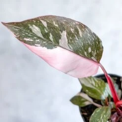 Pink Princess Philodendron – Philodendron Erubescens -Ed's plant shop philodendron erubescens pink princess philodendron various sizes 467425