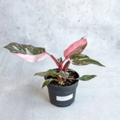 Pink Princess Philodendron – Philodendron Erubescens -Ed's plant shop philodendron erubescens pink princess philodendron various sizes 637051