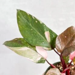 Pink Princess Philodendron – Philodendron Erubescens -Ed's plant shop philodendron erubescens pink princess philodendron various sizes 692121