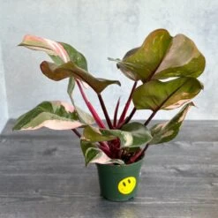 Pink Princess Philodendron – Philodendron Erubescens -Ed's plant shop philodendron erubescens pink princess philodendron various sizes 980446