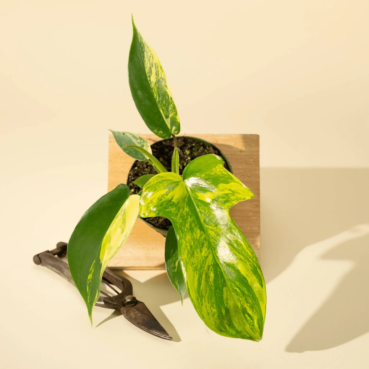 Philodendron Florida Beauty 'Sunrise' 3 Philodendron Florida Beauty 'Sunrise'