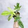 Philodendron ‘Florida Ghost' -Ed's plant shop philodendron florida ghost florida ghost philodendron 45 inch 154950