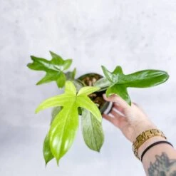 Front Page -Ed's plant shop philodendron florida ghost florida ghost philodendron 45 inch 215252