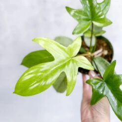 Philodendron ‘Florida Ghost' -Ed's plant shop philodendron florida ghost florida ghost philodendron 45 inch 807167