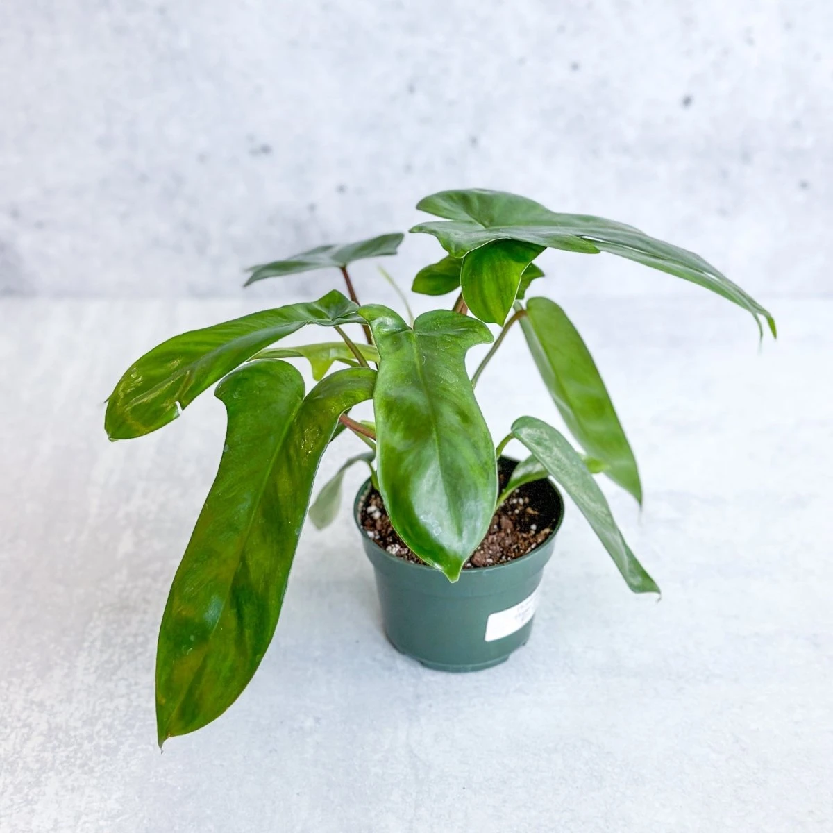 Philodendron ‘Florida Green’ -4 Inch 5 Philodendron ‘Florida Green’ -4 Inch - Image 3