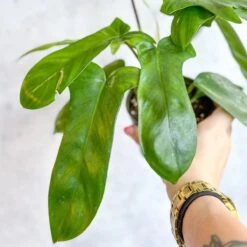 Philodendron ‘Florida Green’ -4 Inch 9 Philodendron ‘Florida Green’ -4 Inch -Ed's plant shop philodendron florida green 4 inch 134127