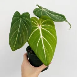Philodendron Gloriosum - Glorious Philo