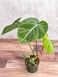 Philodendron Gloriosum - Glorious Philo -Ed's plant shop philodendron gloriosum glorious philo 45 inch 528505