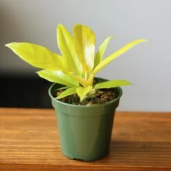 Philodendron 'Golden Crocodile' -Ed's plant shop philodendron golden crocodile golden crocodile philodendron various sizes 237829