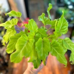 Philodendron 'Golden Xanadu' - Golden Xanadu Philodendron -Ed's plant shop philodendron golden xanadu golden xanadu philodendron 165476