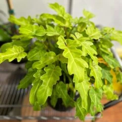 Philodendron 'Golden Xanadu' - Golden Xanadu Philodendron -Ed's plant shop philodendron golden xanadu golden xanadu philodendron 799345