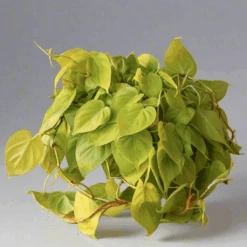 Philodendron Heartleaf 'Lemon Lime' -Ed's plant shop philodendron heartleaf lemon lime 888424