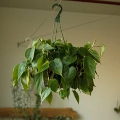 Philodendron Hederaceum 'Heartleafed Philodendron' Hanging Basket -Ed's plant shop philodendron hederaceum heartleafed philodendron hanging basket 118189