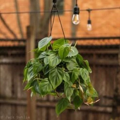 Philodendron Hederaceum 'Heartleafed Philodendron' Hanging Basket -Ed's plant shop philodendron hederaceum heartleafed philodendron hanging basket 340598