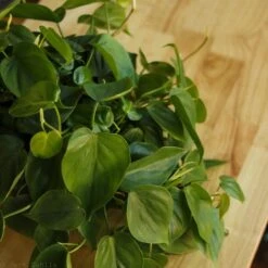 Philodendron Hederaceum 'Heartleafed Philodendron' Hanging Basket -Ed's plant shop philodendron hederaceum heartleafed philodendron hanging basket 522319