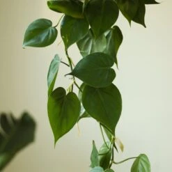 Philodendron Hederaceum 'Heartleafed Philodendron' Hanging Basket -Ed's plant shop philodendron hederaceum heartleafed philodendron hanging basket 549426