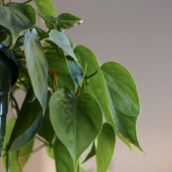 Philodendron Hederaceum -'Heartleafed Philodendron' -Ed's plant shop philodendron hederaceum heartleafed philodendron various sizes 794449