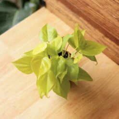 Philodendron Heartleaf 'Lemon Lime' -Ed's plant shop philodendron hederaceum lemon lime various sizes 707636