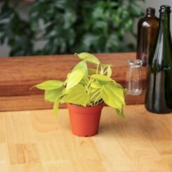 Philodendron Heartleaf 'Lemon Lime' -Ed's plant shop philodendron hederaceum lemon lime various sizes 750995