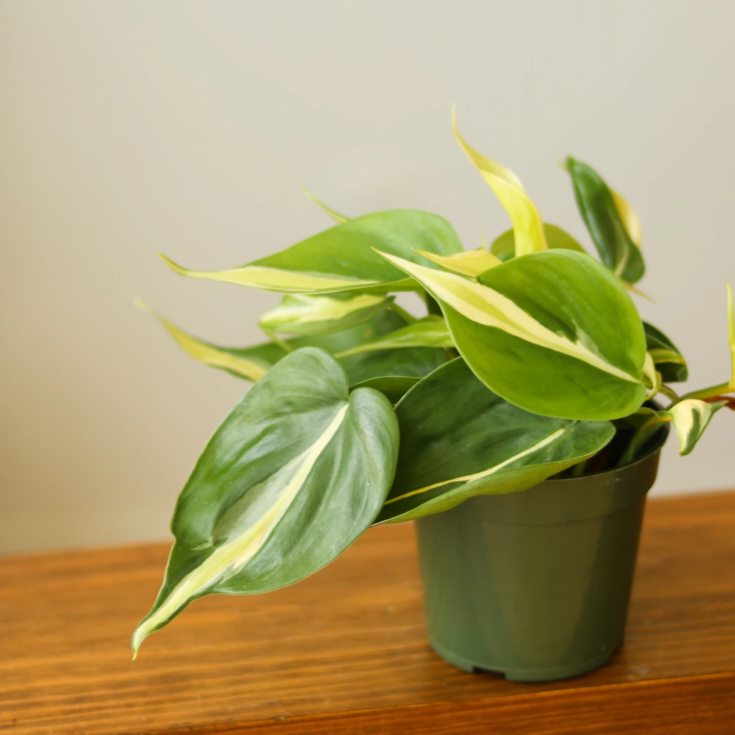 Philodendron 'Silver Stripe' Hanging Basket 4 Philodendron 'Silver Stripe' Hanging Basket - Image 2