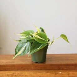 Philodendron 'Silver Stripe' – Variegated Heartleaf Philodendron -Ed's plant shop philodendron hederaceum silver stripe various sizes 289829