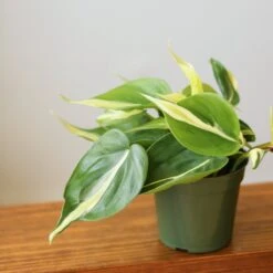 Philodendron 'Silver Stripe' – Variegated Heartleaf Philodendron -Ed's plant shop philodendron hederaceum silver stripe various sizes 755651
