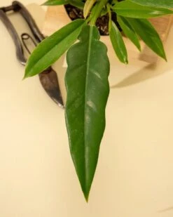 Philodendron 'Jungle Boogie' -Ed's plant shop philodendron jungle boogie 551633
