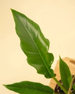 Philodendron 'Jungle Boogie' -Ed's plant shop philodendron jungle boogie 771373