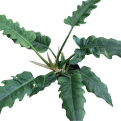 Philodendron 'Jungle Boogie' -Ed's plant shop philodendron jungle boogie 841259