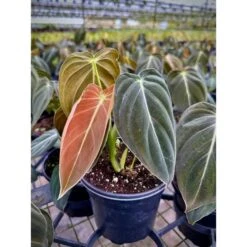 Philodendron Melanochrysum – Black Gold Philodendron | Rare Aroid -Ed's plant shop philodendron melanochrysum black gold philodendron rare aroid 3574888