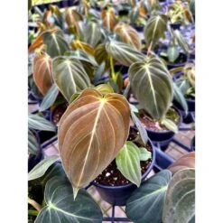 Philodendron Melanochrysum – Black Gold Philodendron | Rare Aroid -Ed's plant shop philodendron melanochrysum black gold philodendron rare aroid 4603510