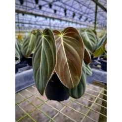 Philodendron Melanochrysum – Black Gold Philodendron | Rare Aroid -Ed's plant shop philodendron melanochrysum black gold philodendron rare aroid 5121550