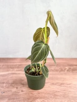 Philodendron Melanochrysum – Black Gold Philodendron | Rare Aroid -Ed's plant shop philodendron melanochrysum black gold philodendron various sizes 176266