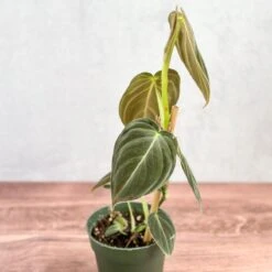 Philodendron Melanochrysum – Black Gold Philodendron | Rare Aroid -Ed's plant shop philodendron melanochrysum black gold philodendron various sizes 735055