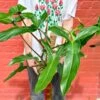 Philodendron Mexicanum - Mexican Tree Philodendron - 6 Inch -Ed's plant shop philodendron mexicanum mexican tree philodendron 6 inch 747986