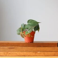 Philodendron Micans -Ed's plant shop philodendron micans micans philodendron 114450