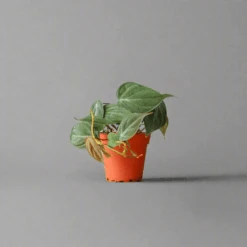 Philodendron Micans -Ed's plant shop philodendron micans micans philodendron 772906