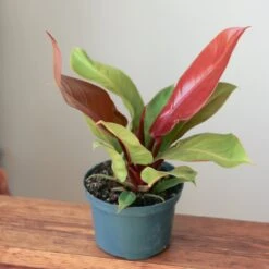 Philodendron 'Prince Of Orange' -Ed's plant shop philodendron prince of orange various sizes 480030