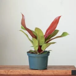 Philodendron 'Prince Of Orange' -Ed's plant shop philodendron prince of orange various sizes 794606